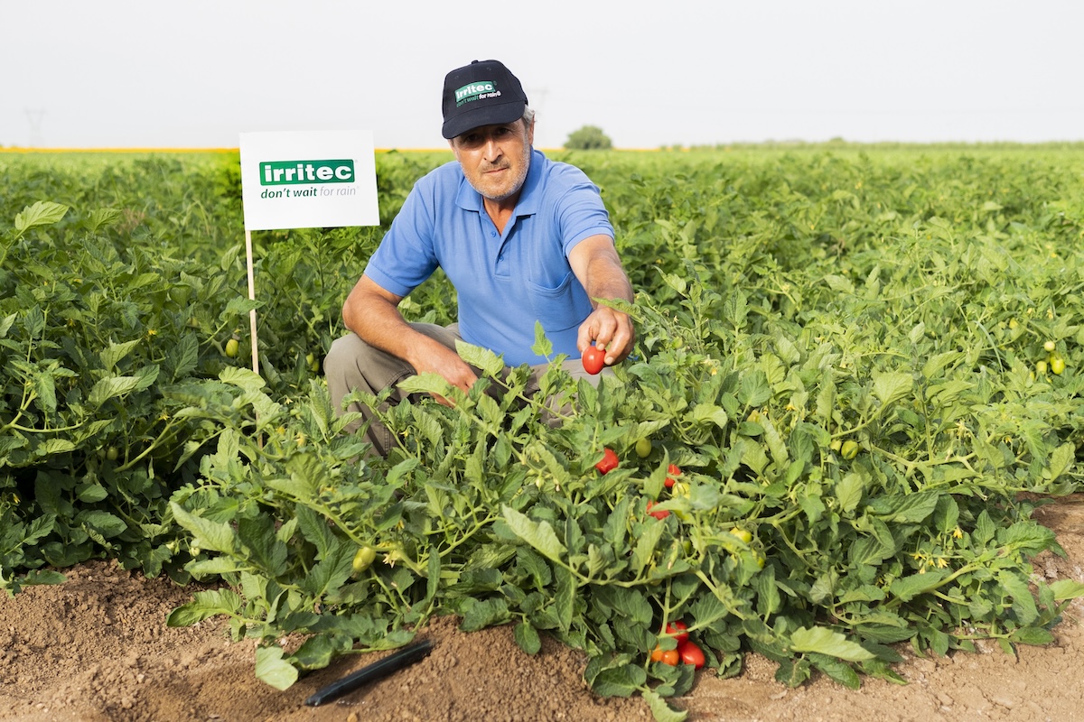 L'irrigazione a goccia del pomodoro da industria consente di raggiungere i più elevati standard produttivi